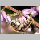 Andrena fuscipes - Heidekraut-Sandbiene 06 Teverener Heide.jpg
